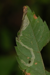 Liriomyza carphephori