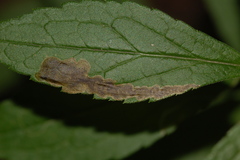 Nemorimyza posticata