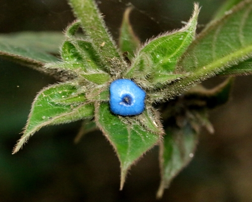 Lasianthus hirsutus iNat (1)
