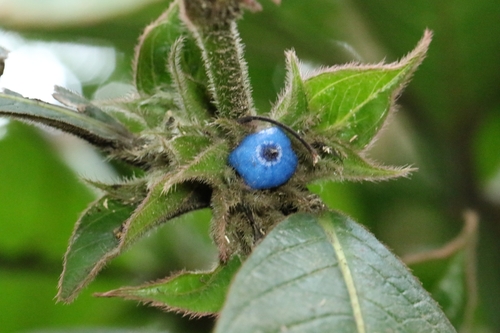 Lasianthus hirsutus, photograph 1
