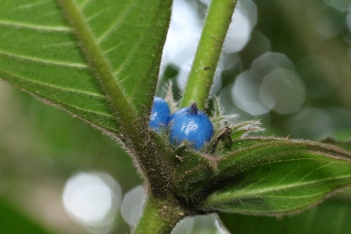 Lasianthus hirsutus, photograph 2