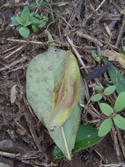Lonchocarpus pluvialis