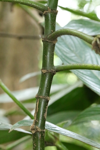 Lasianthus hirsutus, photograph 3