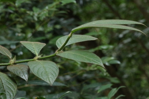 Lasianthus hirsutus, photograph 5