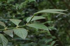 author not stated, no rights reserved Lasianthus hirsutus, photograph author not stated, no rights reserved
