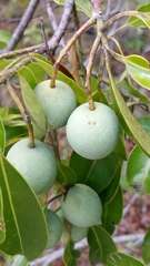 Calophyllum