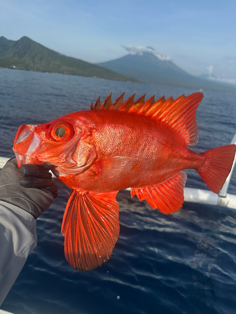 Longfinned Bullseye