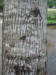 Lonchocarpus pluvialis
