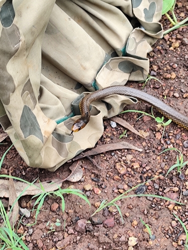 Northern Brown Snake sighting