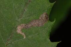 Coptotriche castaneaeella