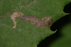 Coptotriche castaneaeella