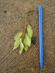 Platymiscium pinnatum