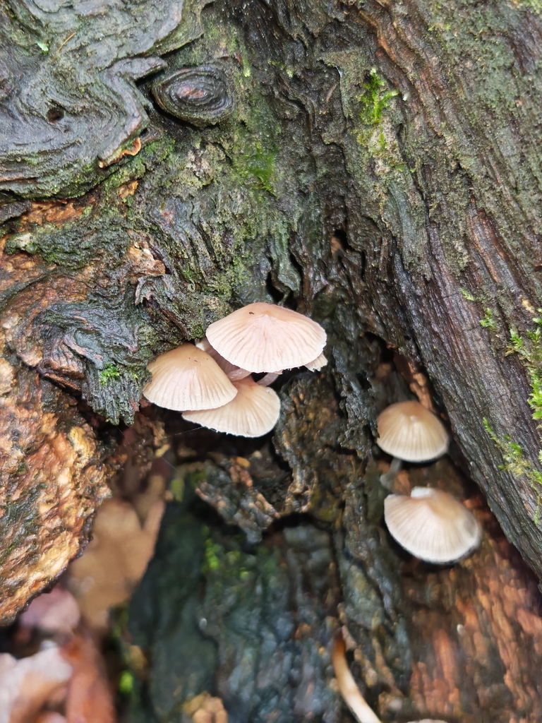 Mycena inclinata · November 2025 · photo: © p_andrey (iNaturalist, cc-by-nc)