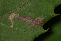 Coptotriche castaneaeella