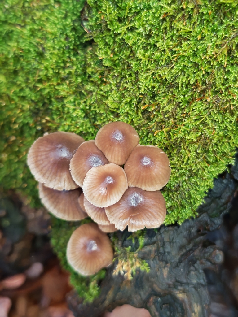 Mycena inclinata · November 2025 · photo: © p_andrey (iNaturalist, cc-by-nc)