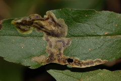 Nemorimyza posticata