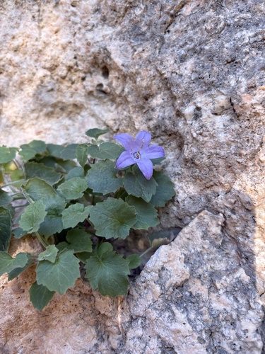 Italian bellflower (Campanula isophylla)