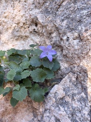Campanula isophylla, photograph (c) Riccardo Riva, some rights reserved (CC BY)