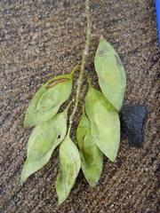 Platymiscium pinnatum