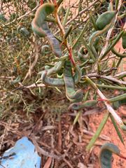Flinders Range wattle (Acacia asepala)