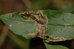 Nemorimyza posticata