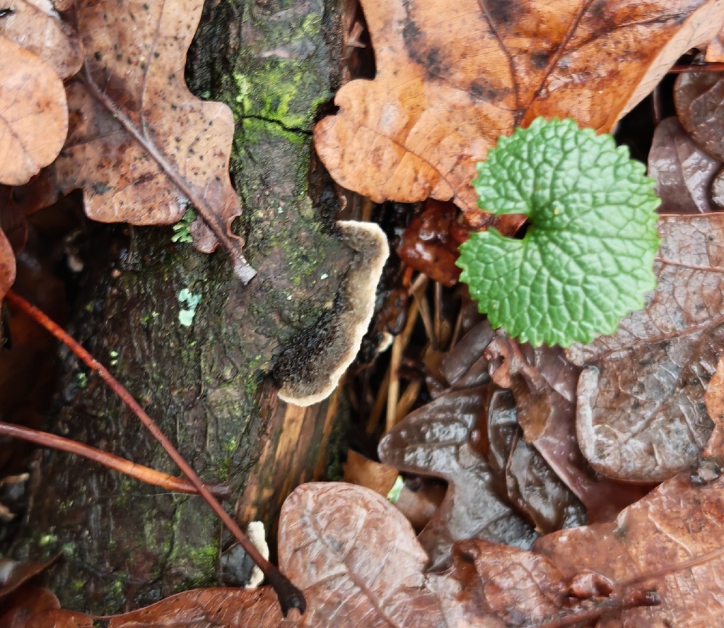 Porostereum spadiceum · November 2025 · photo: © p_andrey (iNaturalist, cc-by-nc)