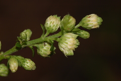 Nemorimyza posticata