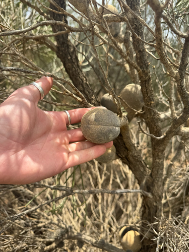 cricket ball hakea (Hakea platysperma)