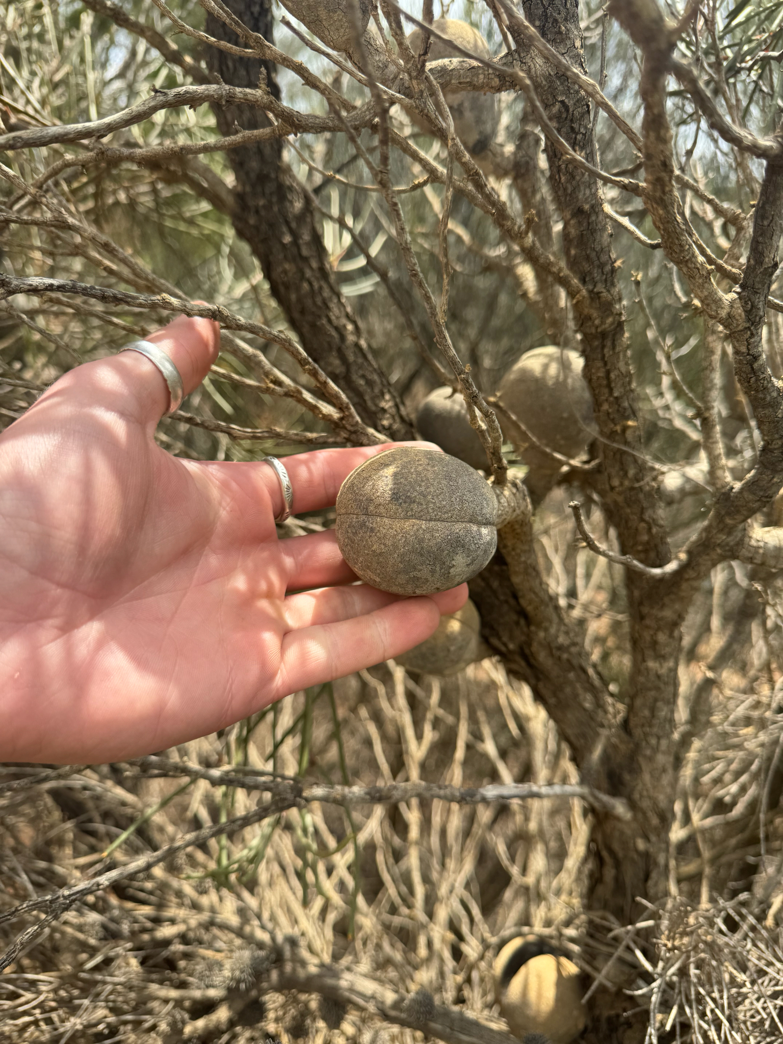 Cricket Ball Hakea (Hakea platysperma)