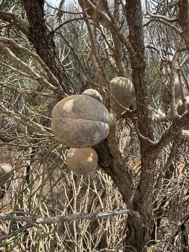 Hakea platysperma, photograph 2