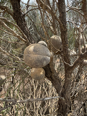 Hakea platysperma, photograph (c) Tyler Anthony, some rights reserved (CC BY)