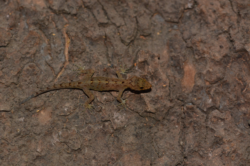 Ajija’s Day Gecko