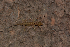 Cnemaspis ajijae
