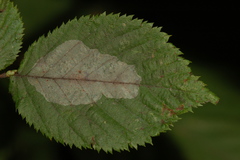Phyllonorycter tritaenianella
