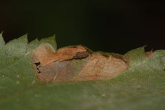 Phyllonorycter ostryaefoliella