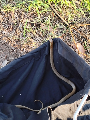 Northern Brown Snake sighting
