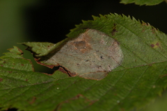 Phyllonorycter tritaenianella