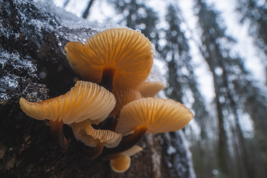 Flammulina · November 2025 · photo: © ivanovdg19 (iNaturalist, cc-by)
