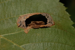 Phyllonorycter ostryaefoliella