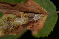 Cameraria lentella