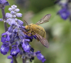 Xylocopa