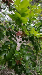 Anacardiaceae