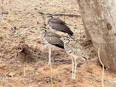 Three-Banded Courser photo 3