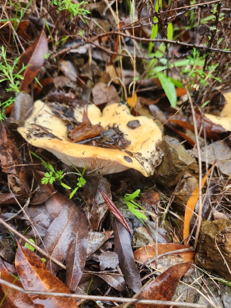 Lactarius alnicola · November 2025 · photo: © dougoverman (iNaturalist, cc0)