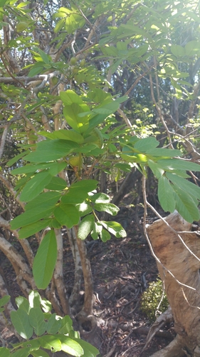 Pongamiopsis amygdalina image