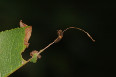 Limenitis arthemis