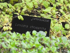 Lonicera chrysantha