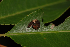 Limenitis arthemis