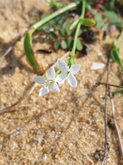 Oldenlandia herbacea