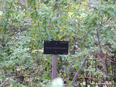 Cornus bretschneideri